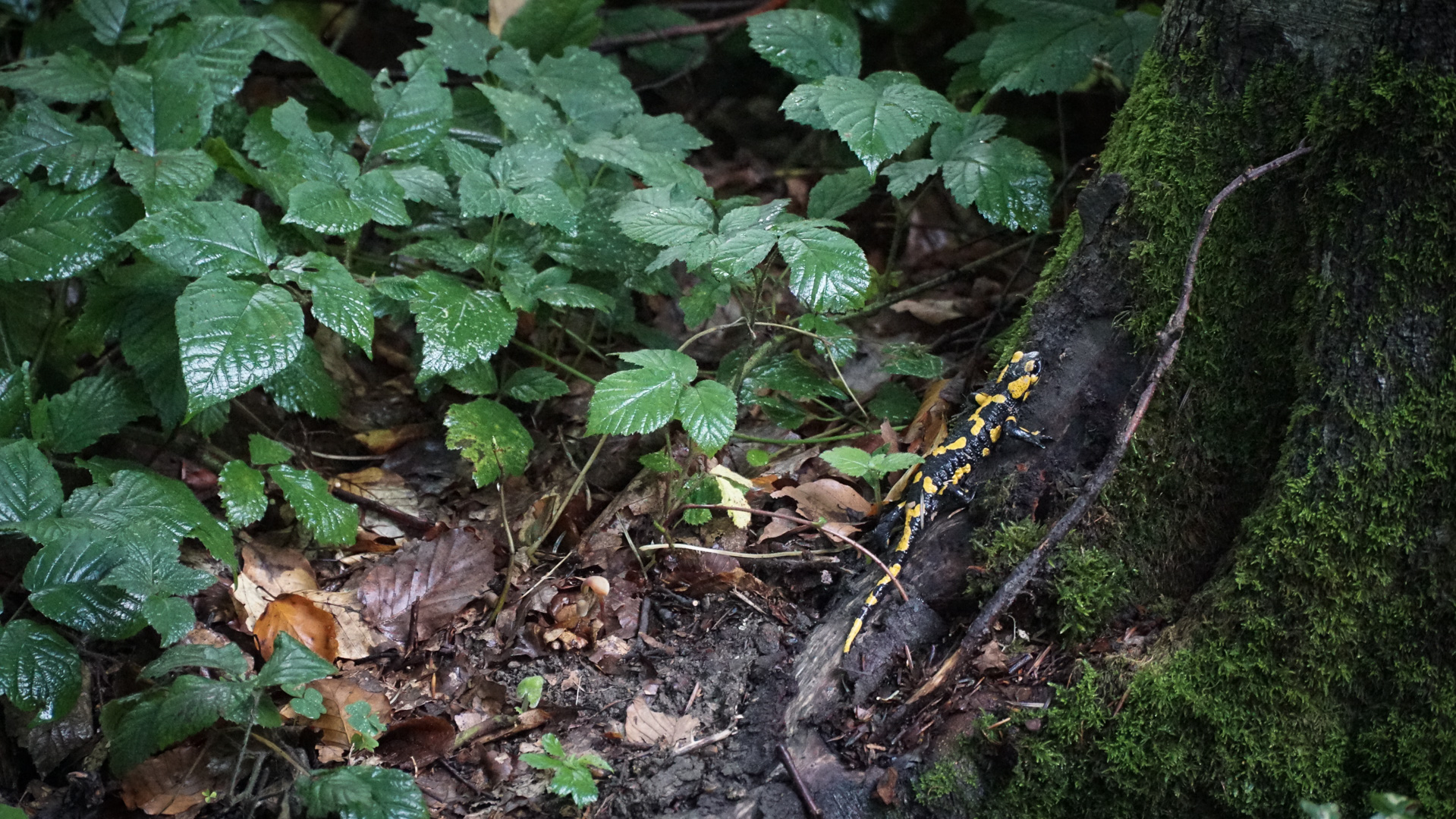 Salamandra plamista w Beskidzie Niskim