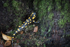Salamandra plamista w Beskidzie Niskim